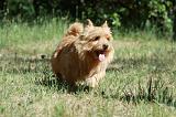 NORWICH TERRIER 028